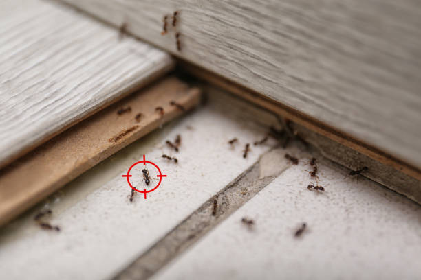 Best Pest Inspection Near Me  in Edgerton, OH